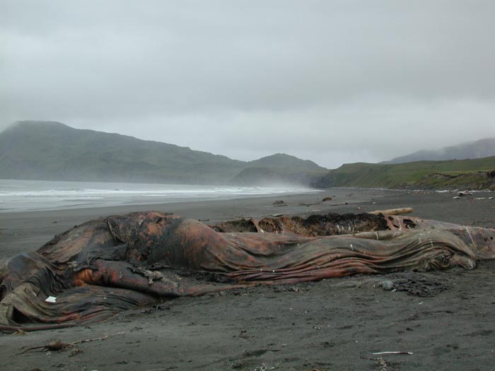 Whale carcass 1.jpg 47.4K